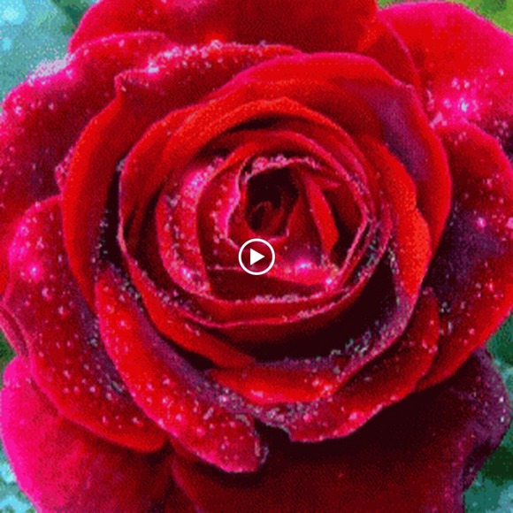 Meet your Posher, Blanca - Picture 1 of 1